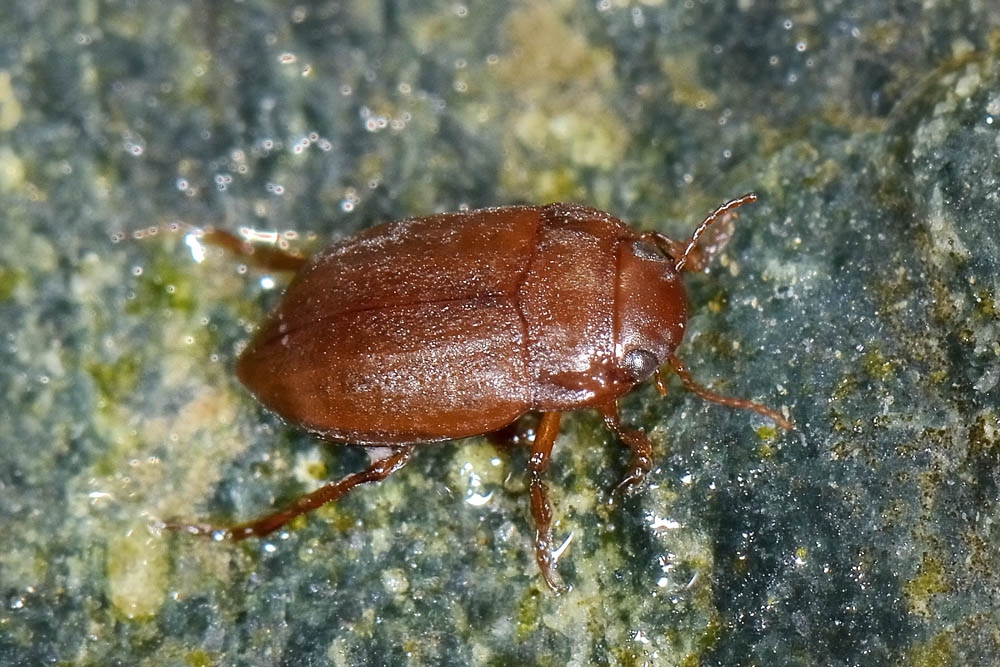 Deronectes aubei ssp. aubei